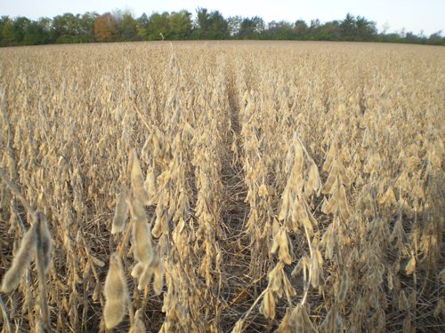 Property photo 23 - 75+/- Acres in 9 Tracts